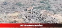 200 Yaban Keçisi Yola İndi