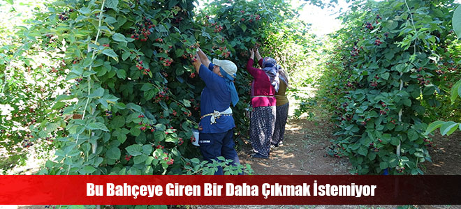 Bu Bahçeye Giren Bir Daha Çıkmak İstemiyor