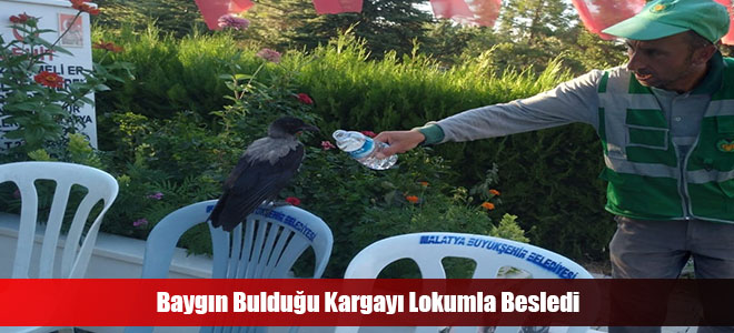 Baygın Bulduğu Kargayı Lokumla Besledi