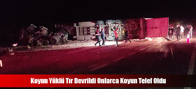 Koyun Yüklü Tır Devrildi Onlarca Koyun Telef Oldu