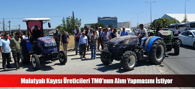 Malatyalı Kayısı Üreticileri TMO'nun Alım Yapmasını İstiyor