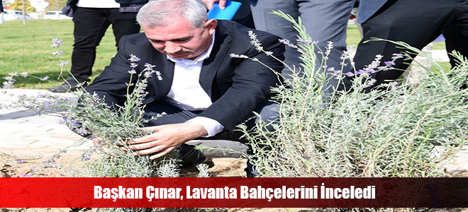 Başkan Çınar, Lavanta Bahçelerini İnceledi