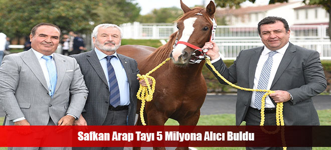 Safkan Arap Tayı 5 Milyona Alıcı Buldu