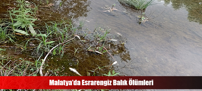 Malatya’da Esrarengiz Balık Ölümleri