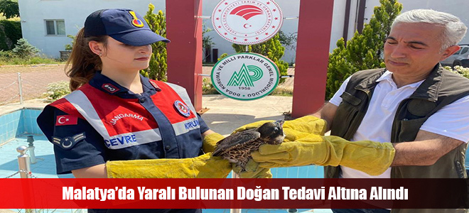 Malatya’da Yaralı Bulunan Doğan Tedavi Altına Alındı