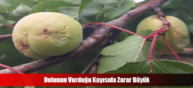 Dolunun Vurduğu Kayısıda Zarar Büyük