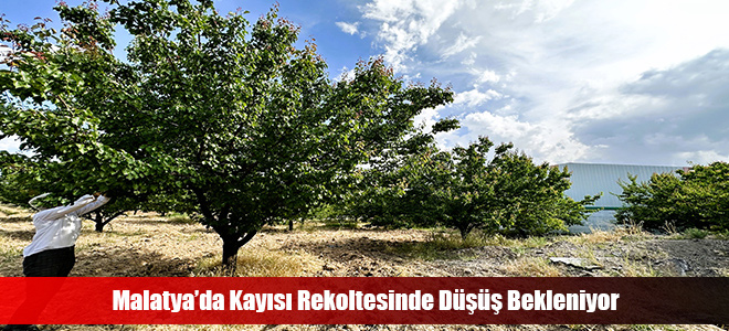 Malatya’da Kayısı Rekoltesinde Düşüş Bekleniyor