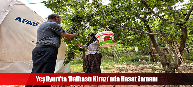 Yeşilyurt'ta ‘Dalbastı Kirazı’nda Hasat Zamanı