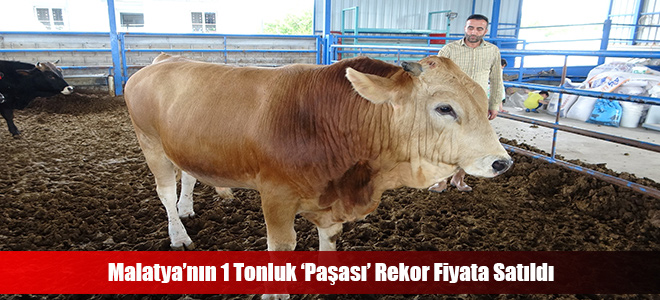 Malatya’nın 1 Tonluk ‘Paşası’ Rekor Fiyata Satıldı