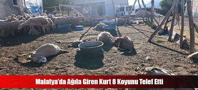 Malatya’da Ağıla Giren Kurt 8 Koyunu Telef Etti