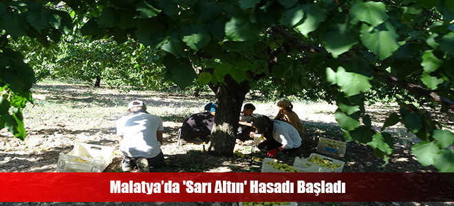 Malatya’da 'Sarı Altın' Hasadı Başladı