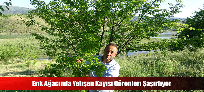 Erik Ağacında Yetişen Kayısı Görenleri Şaşırtıyor