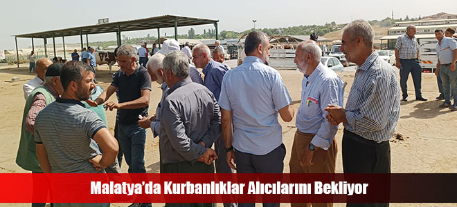 Malatya’da Kurbanlıklar Alıcılarını Bekliyor