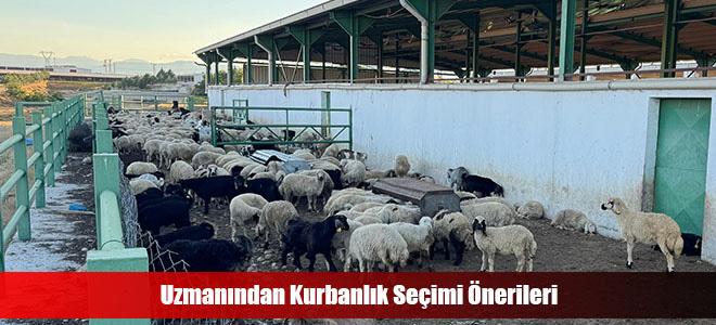 Uzmanından Kurbanlık Seçimi Önerileri