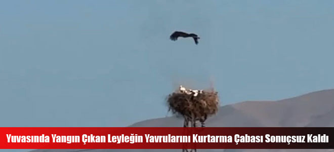 Yuvasında Yangın Çıkan Leyleğin Yavrularını Kurtarma Çabası Sonuçsuz Kaldı