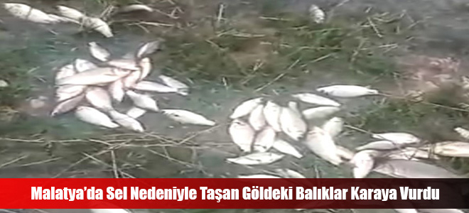 Malatya’da Sel Nedeniyle Taşan Göldeki Balıklar Karaya Vurdu