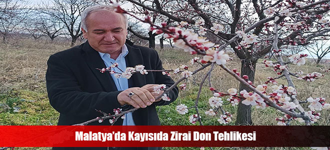 Malatya’da Kayısıda Zirai Don Tehsi