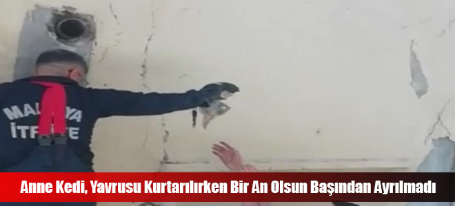 Anne Kedi, Yavrusu Kurtarılırken Bir An Olsun Başından Ayrılmadı