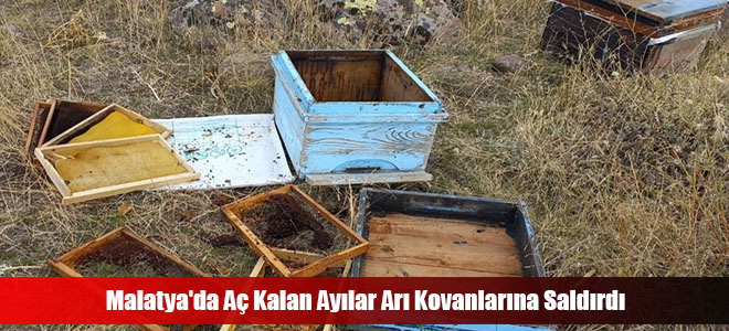 Malatya'da Aç Kalan Ayılar Arı Kovanlarına Saldırdı