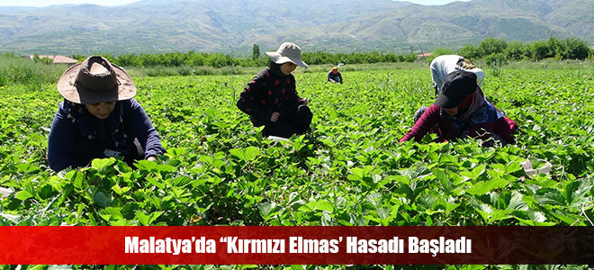 Malatya’da “Kırmızı Elmas’ Hasadı Başladı