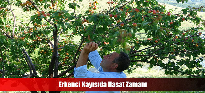 Erkenci Kayısıda Hasat Zamanı