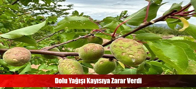 Dolu Yağışı Kayısıya Zarar Verdi