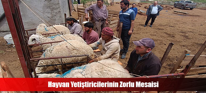 Hayvan Yetiştiricilerinin Zorlu Mesaisi