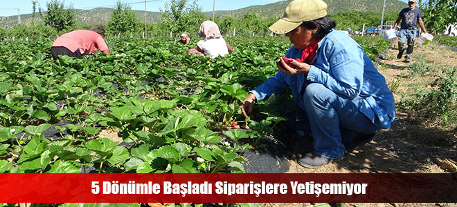 5 Dönümle Başladı Siparişlere Yetişemiyor