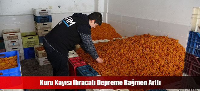 Kuru Kayısı İhracatı Depreme Rağmen Arttı