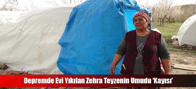 Depremde Evi Yıkılan Zehra Teyzenin Umudu ‘Kayısı’