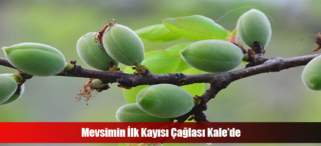 Mevsimin İlk Kayısı Çağlası Kale’de