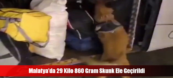 Malatya’da 29 Kilo 860 Gram Skunk Ele Geçirildi