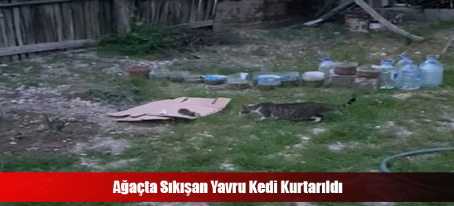 Ağaçta Sıkışan Yavru Kedi Kurtarıldı