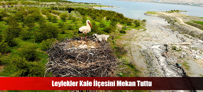 Leylekler Kale İlçesini Mekan Tuttu