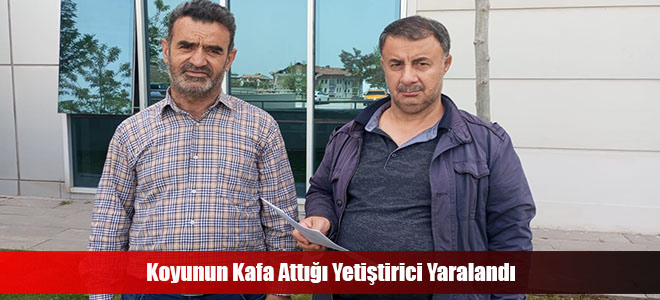 Koyunun Kafa Attığı Yetiştirici Yaralandı