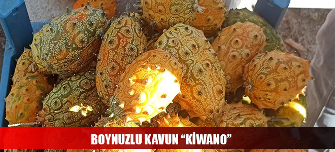 BOYNUZLU KAVUN “KİWANO”