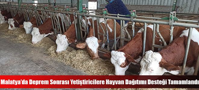 Malatya’da Deprem Sonrası Yetiştiricilere Hayvan Dağıtımı Desteği Tamamlandı