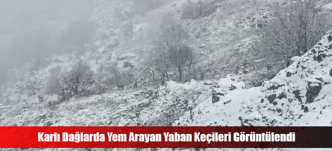 Karlı Dağlarda Yem Arayan Yaban Keçileri Görüntülendi