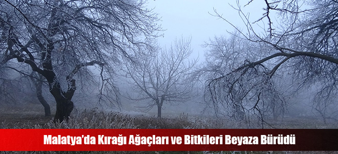 Malatya’da Kırağı Ağaçları ve Bitkileri Beyaza Bürüdü