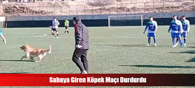 Sahaya Giren Köpek Maçı Durdurdu