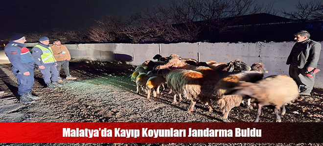 Malatya’da Kayıp Koyunları Jandarma Buldu