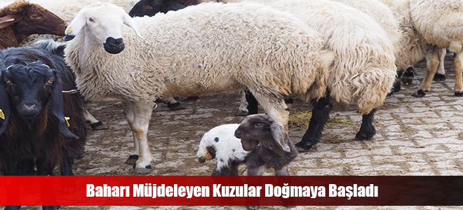 Baharı Müjdeleyen Kuzular Doğmaya Başladı