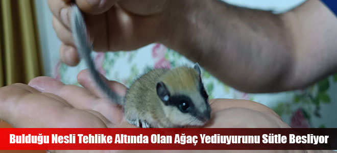 Bulduğu Nesli Teh Altında Olan Ağaç Yediuyurunu Sütle Besliyor