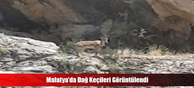 Malatya’da Dağ Keçileri Görüntülendi