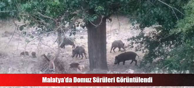 Malatya’da Domuz Sürüleri Görüntülendi