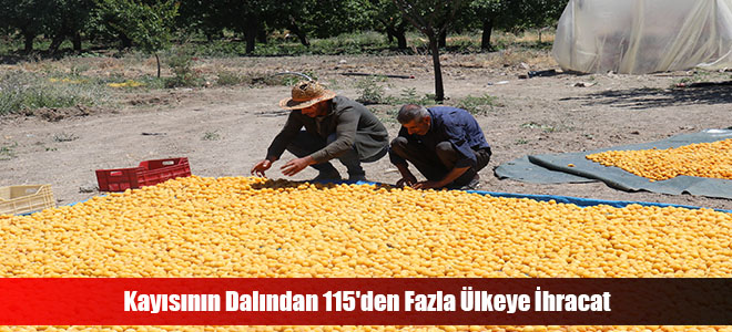 Kayısının Dalından 115'den Fazla Ülkeye İhracat