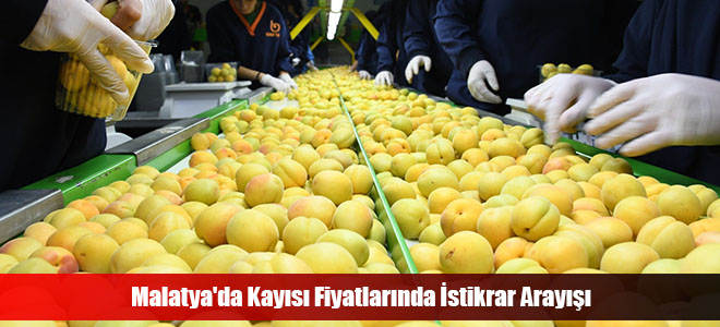 Malatya'da Kayısı Fiyatlarında İstikrar Arayışı