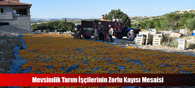 Mevsimlik Tarım İşçilerinin Zorlu Kayısı Mesaisi