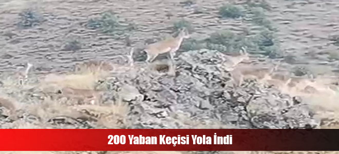 200 Yaban Keçisi Yola İndi